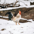 Raising Chickens in Winter: How to Keep Your Flock Warm and Healthy