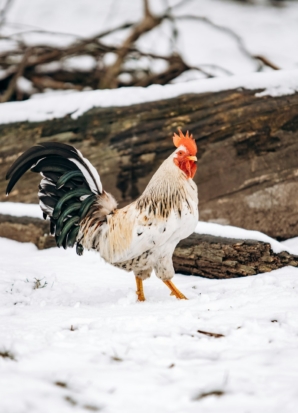 Beautiful homemade cock walks in the Park on a winter day.