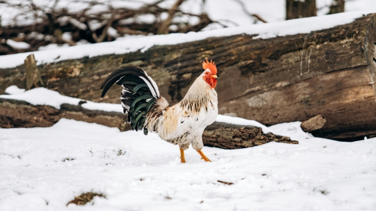 Beautiful homemade cock walks in the Park on a winter day.