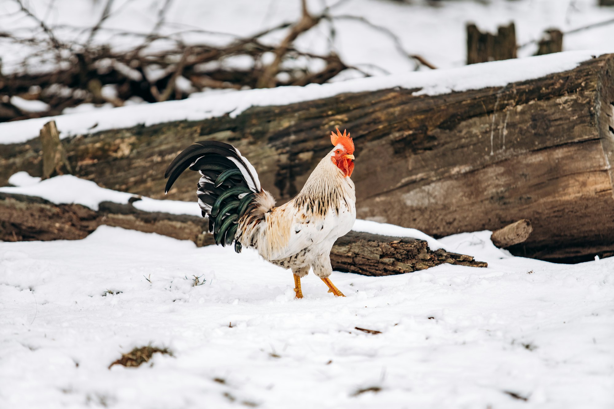 Raising Chickens in Winter: How to Keep Your Flock Warm and Healthy