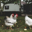 Backyard Chickens 101: What I Wish I Knew Before Raising Hens