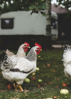 Life on the farm. White cute chickens eating fallen apples in backyard. Country, village lifestyle N