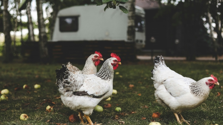 Life on the farm. White cute chickens eating fallen apples in backyard. Country, village lifestyle N