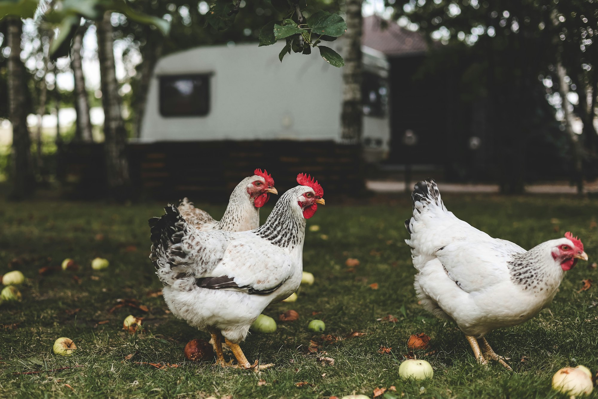 Backyard Chickens 101: What I Wish I Knew Before Raising Hens