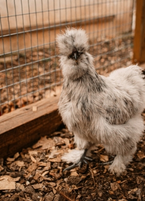 Silkie pullet