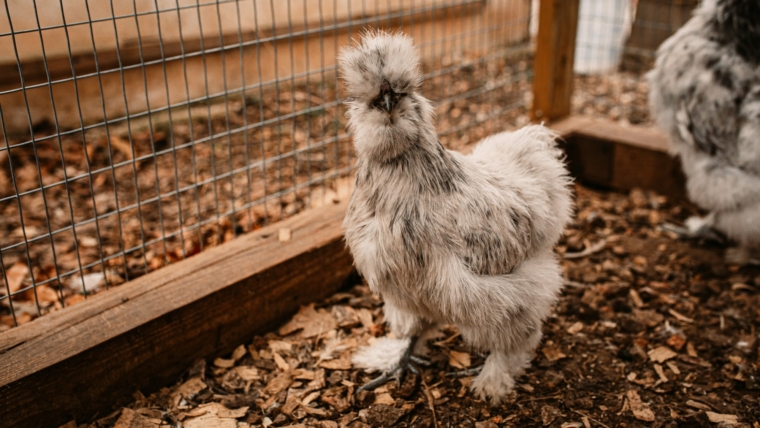 Silkie pullet