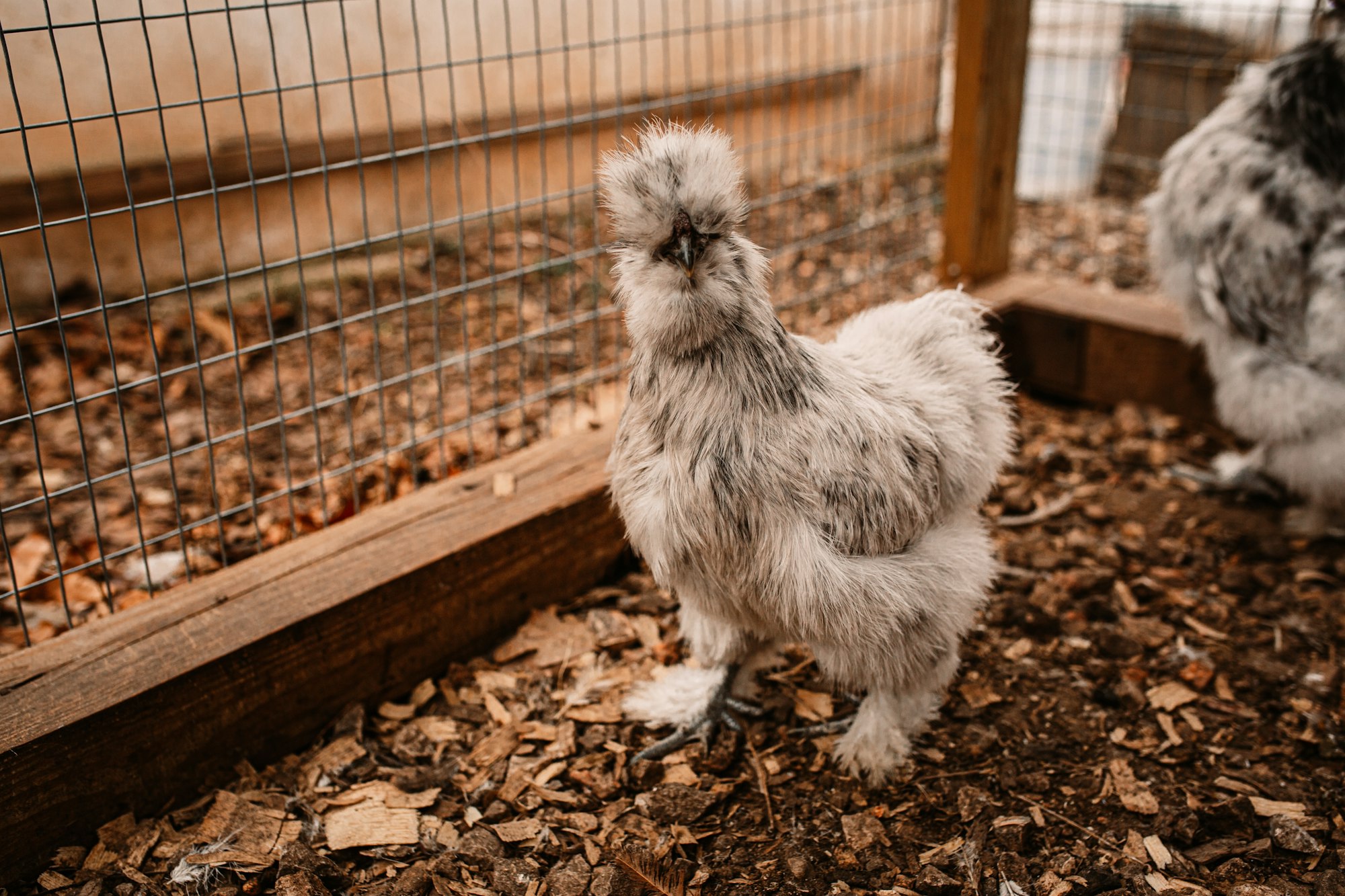 Meet the Silkie | Your New Feathered Friend