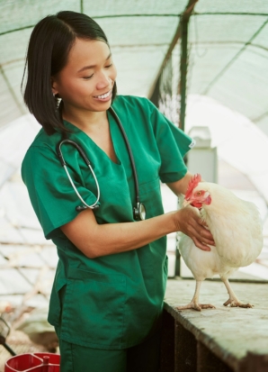 Veterinary, chicken and medical with woman on farm for agriculture, healthcare and illness. Help, p