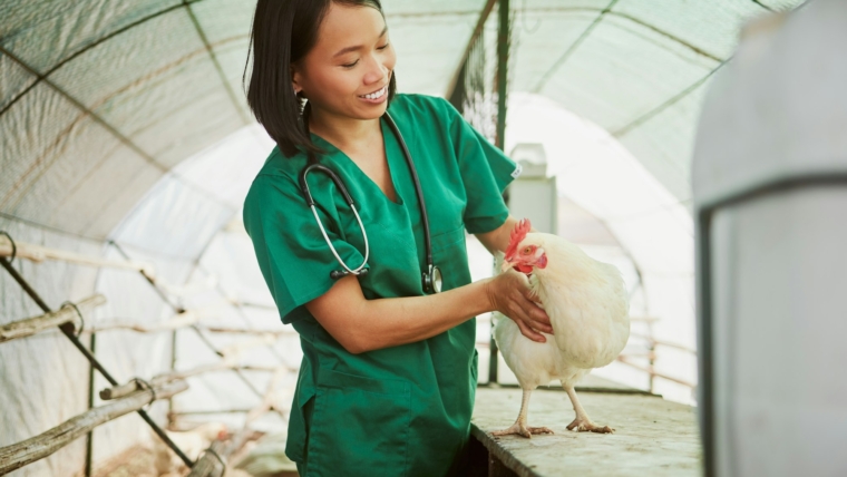 Veterinary, chicken and medical with woman on farm for agriculture, healthcare and illness. Help, p