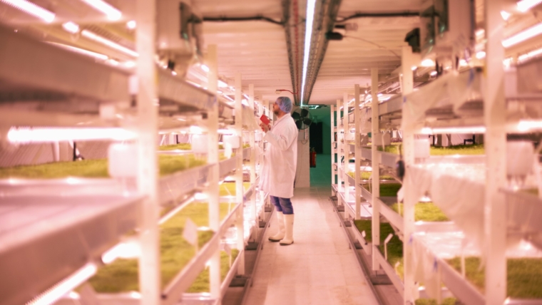 Worker tending micro greens in underground tunnel nursery, London, UK