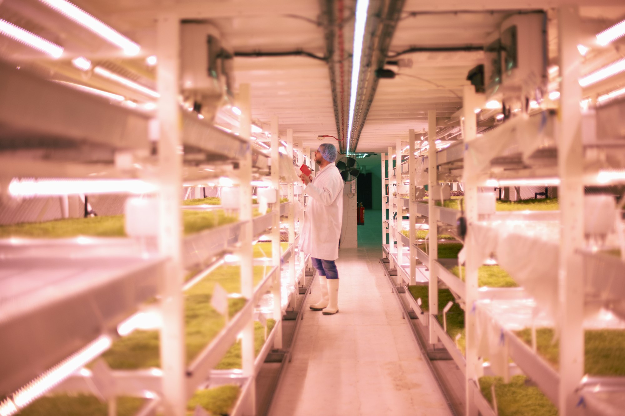 Worker tending micro greens in underground tunnel nursery, London, UK