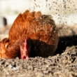 The Ultimate Guide to Dust Baths for Chickens: Substrate, Benefits, and Garden Hacks