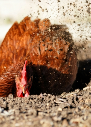 Closeup shot of a brown hen digging and taking a dust bath on a field