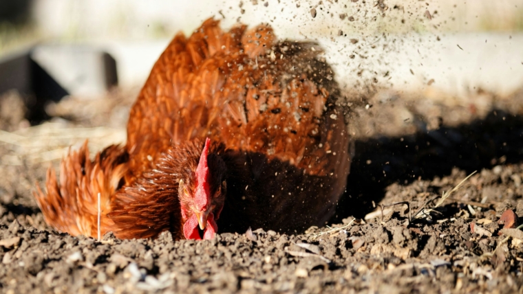 Closeup shot of a brown hen digging and taking a dust bath on a field