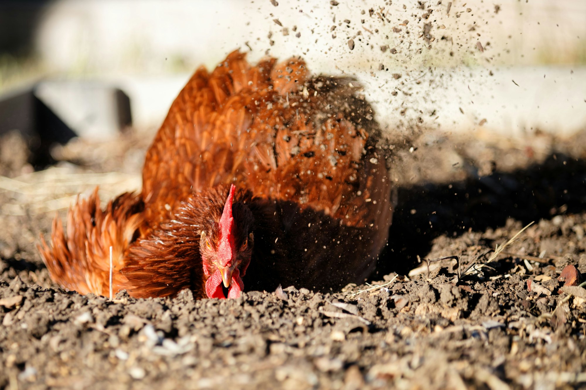 The Ultimate Guide to Dust Baths for Chickens: Substrate, Benefits, and Garden Hacks