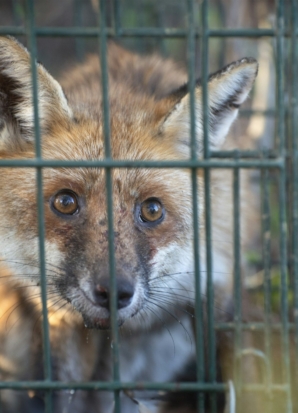 red fox trapped