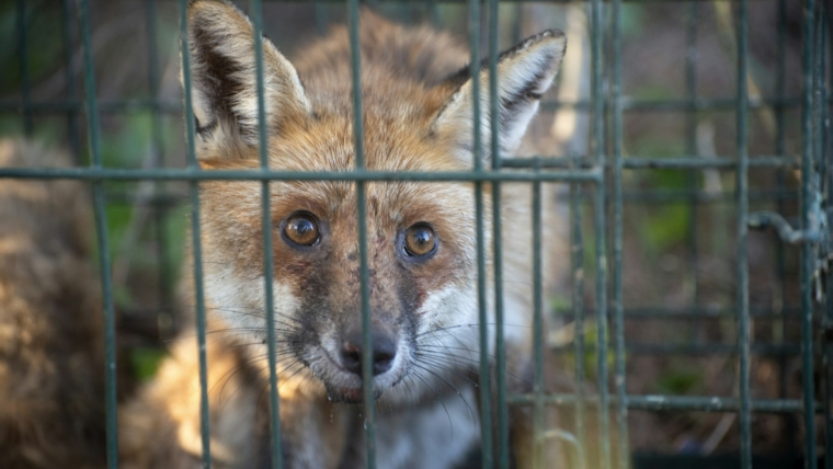 red fox trapped